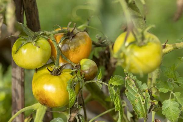 Как защитить томаты от фитофторы: не пускать соседей и проветривать! Профилактика фитофторы в теплице